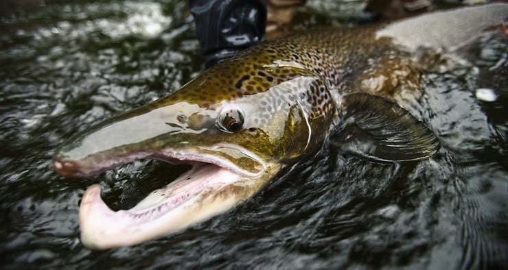 Autumn Salmon Fishing on the River Ure: A Guide with Northern Fishing School